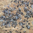 1000ct Live Powder Oreo  Isopods Bulk - Wholesale - Pack - Combo