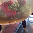 Vintage Mcm Inflatable Flower Terrarium Foot Stool Ottoman Removable Legs
