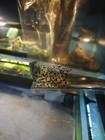 25  Live Mystery Tadpoles Eggs - Tree Frogs  Wood  Greens  Pickerel Or Peepers 