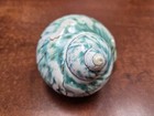 Pearl Green Mother Of Pearl Jade Turbo Sea Shell Hermit Crab 4  - 4 1 2   7066