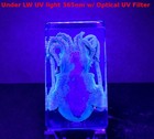 73mm Real Cuttlefish Mollusc In Clear Lucite Resin Science Education Specimen