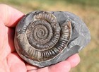 Ammonite  Dactylioceras  Jurassic Era  United Kingdom  1