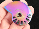 Polished Copper Purple And Blue Titanium Pyrite Ammonite Fossil Russia 24 1