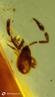 Cretaceous 1g Scorpion myanmar Amber Insect Fossil Dinosaur Age