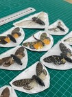10 Real Dried Cicada Insect Beetle Bug Taxidermy Butterflies Goth Art Decor