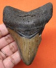 Megalodon Shark Tooth - Real Fossil Shark Teeth Specimen 3 64    - No Restorations