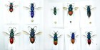 Hymenoptera  Chrysididae   Set 10 Ex  Ukraine