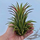 Ionantha  curly Giant  Air Plant  our Largest Growing Ionantha Variety 