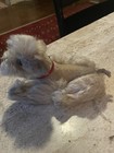 Rare 9   steiff Snobby Poodle Dog Grey Mohair Plush  Vintage Wow