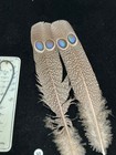 Grey Peacock Pheasant  Double  Eye Tail Feathers   50