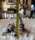 Giraffe Rare Exotic Rare Resin wood 15 Inches Tall Decorative nursery  Jungle
