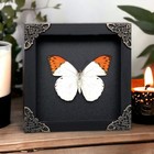 Real Butterfly Taxidermy Shadow Box Framed Insect Wall Art Oddities Decor Gift