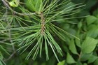 Organic And Fresh Longleaf Pine Needles - Pinus Palustris