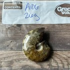 Polished Sutured Ammonite Fossil Whole