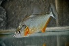 Serrasalmus Marginatus - Rare Piranha