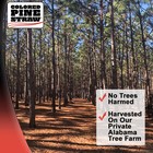 Longleaf Pine Straw Roll For Landscaping - Non-colored - Covers Up To 125 Squ   