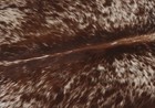 100  New Cowhide Rugs Area Cow Skin Leather  44  X 44   Cow Hide Sa-3520