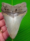 Megalodon Shark Tooth  4 50    Real Fossil - North Carolina  Usa