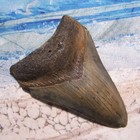 Megalodon Shark Tooth 3 1 2  Sharks Teeth Large Jaw Classic Fossil Real Serrated
