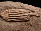 Fantabulous Crinoid Fossil  Crawfordsville  In