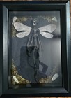 Mummified Tooth Fairy Curiosity   Oddity