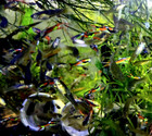 Variety Mix Endlers - 6 Pairs  5   1 Free Pair 5 Free Fry   17  Fish  Free Ship