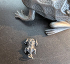 Torino Frog Trinket Box W  Baby Frog Stud Earrings Set Pewter Tone