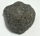 Devonian Brachiopod Fossil     Well Preserved Ribbed Shell     35mm X 35mm