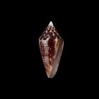 Conus Ximenes Mahogani Cone Shell 30 68mm Collection Data Old Collection 
