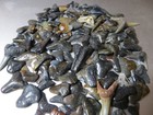 Lot Of 100 Fossilized Shark Teeth From Florida Coast -most Personally Collected 