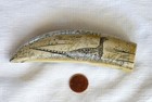 Fakeshaw Red Fox And Cock Pheasant Tooth