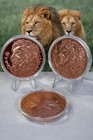Ultra High Relief Lion Copper Round 1 Troy Oz  Pure  999 Bullion Coin In Capsule