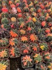5 10pcs Gymnocalycium Mihanovichii Var Beautiful Cactus Family Color Random