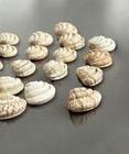 Imperial Venus Shells Lirophora Clenchi 21 Pieces 0 5   -1    Rare Seashells