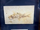 Framed 50 Million Year Old Fresh Water Fish Fossil Authentic Real
