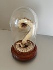 30  Western Diamondback Rattlesnake Taxidermy Mount For Sale