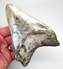 5 32    Megalodon Shark Tooth  Real Fossil  Xl Big Sharks Teeth - Serrated   