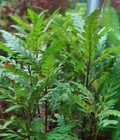 Hygrophila Pinnatifida - 3 Stems - Live Aquatic Plant - Grown Fully Submersed