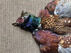 Rooster Ringneck Pheasant Full Skin 2 Wings Tail Feathers Wall Art 2nd Quality