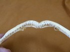 Sj480-30-1  8  White Tip Reef Shark Jaw Love Sharks Jaws T  th Triaenodon Obesus