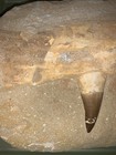 Mosasaurus Jawline Fossil Four  Large Tooth Fossils Embedded In Stone