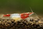 20  2 Red Rili - Freshwater Neocaridina Aquarium Shrimp  Live Guarantee