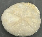 2 5    Prepped Texas Fossil Echinoid Macraster Sp  Cretaceous Urchin  High Quality