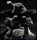 A Complete Set Of Unassembled Real Mink Skeletons  Real Animal Bones  Taxidermy