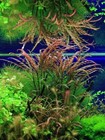 Hygrophila Pinnatifida Buy2get1free Aquarium Plant