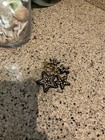 Coach Rhinestone Star Cluster Bag Charm Keychain