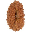 19 Mukhi Rudraksha 19 51 Mm Java Bead   Grade B Large   Genuine Natural Bead