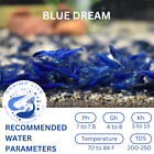 Shrimplive 20 2 Blue Dream Neocaridina Shrimps Live Arrival Guarantee