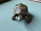 Schleich Galapagos Tortoise Figurine Wildlife Reptile Turtle Retired 2008 Toy