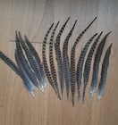 Natural Ringneck Pheasant Tail Feathers     Long  Craft  Fly Tying  Decor     14 Pcs